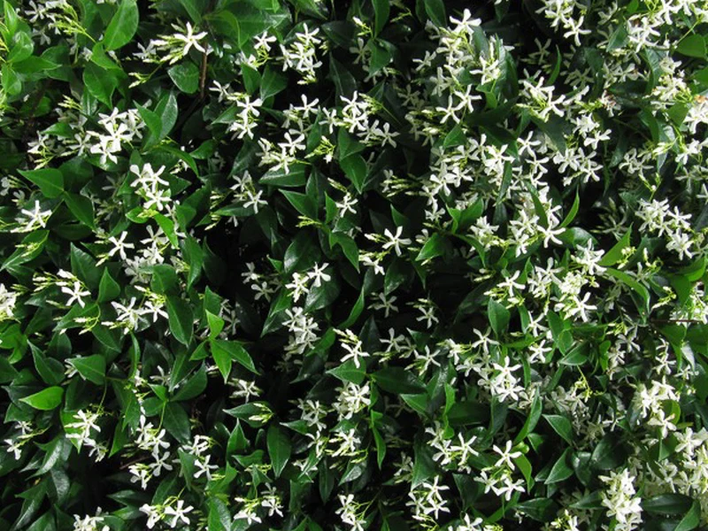 TRACHELOSPERMUM RHYNCOSPERMUM FALSO GELSOMINO IN VASO 18CM