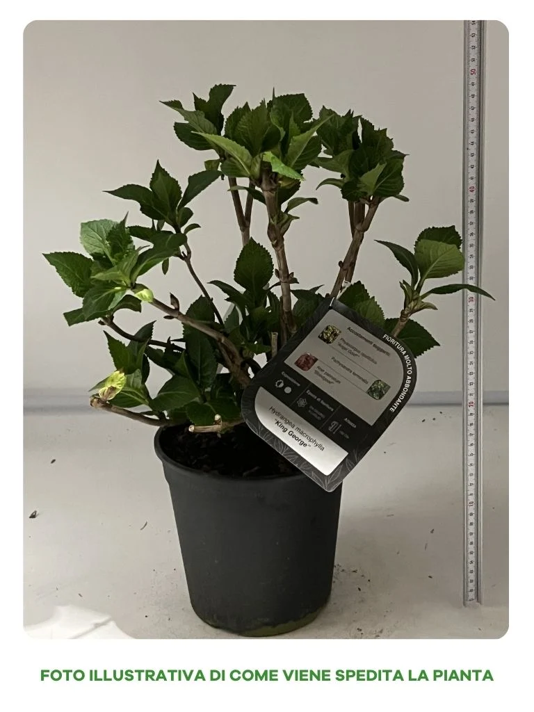HYDRANGEA MACROPHYLLA YOLA IN VASO 18CM