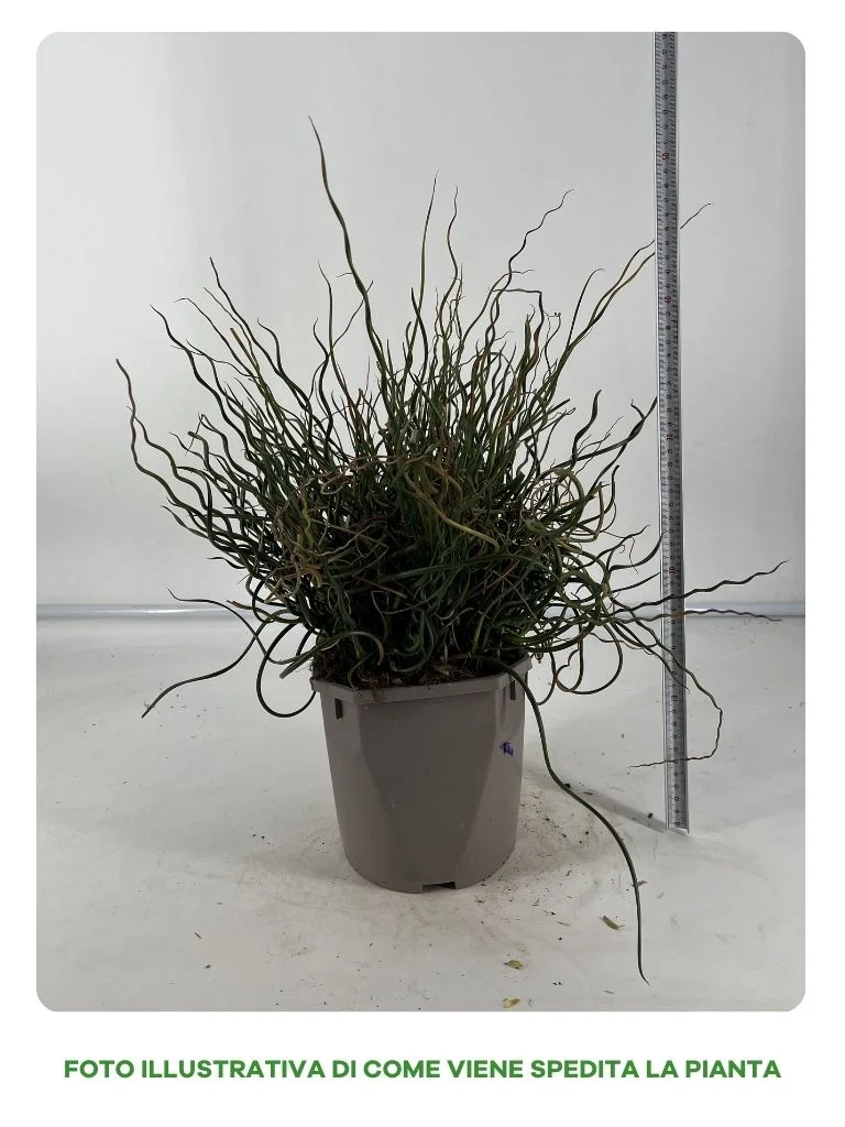 JUNCUS SPIRALIS IN VASO 16CM