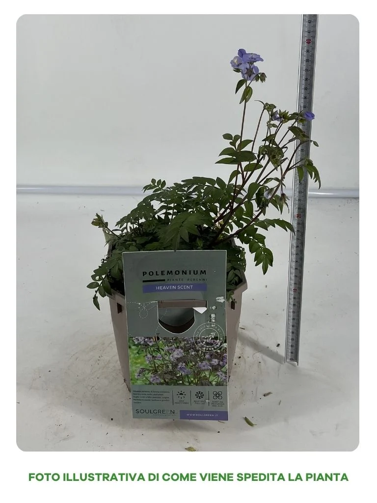 POLEMONIUM IN VASO 16CM