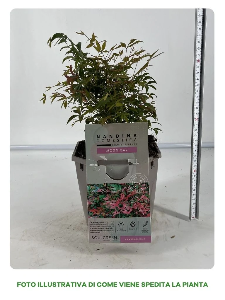 NANDINA MOON BAY IN VASO 16CM