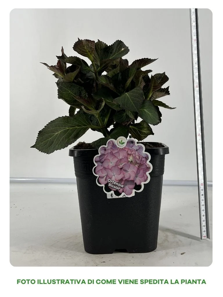 ORTENSIA BICOLOR IN VASO 18CM