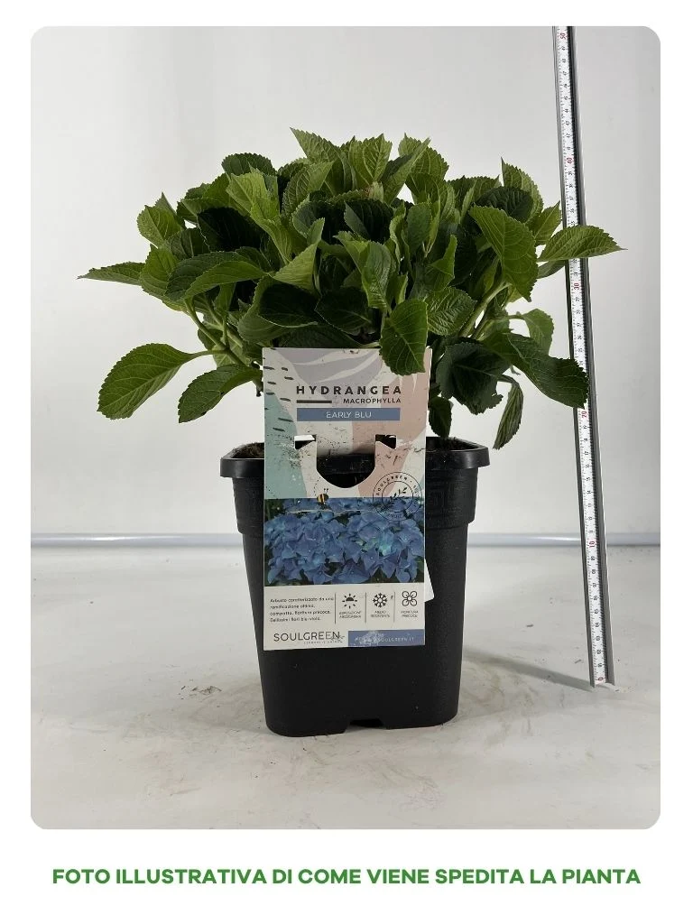 ORTENSIA EARLY BLU IN VASO 18CM