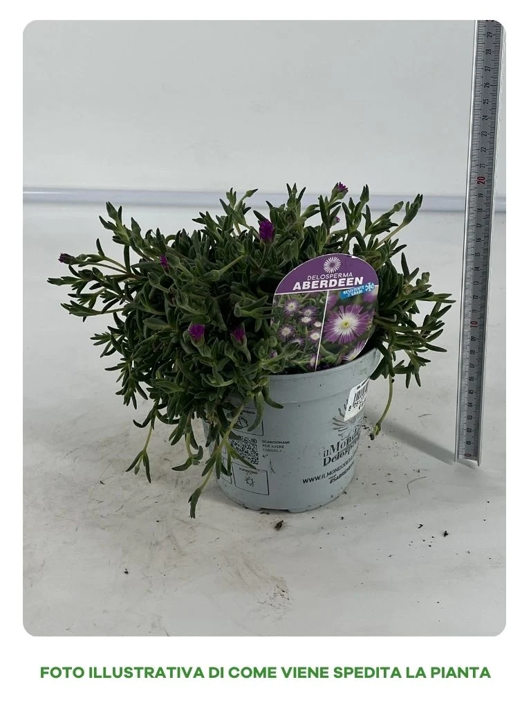 DELOSPERMA COOPERI ABERDEEN IN VASO 14CM
