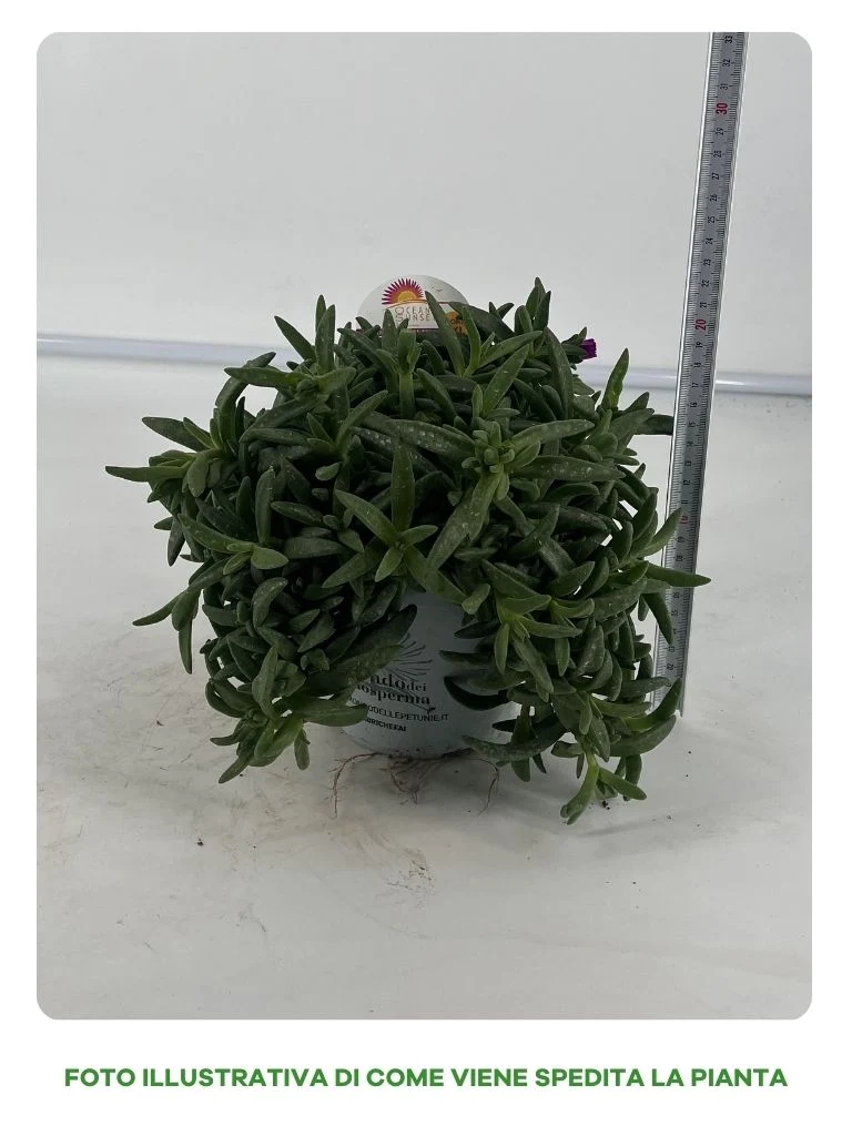 DELOSPERMA OCEAN SUNSET XXL IN VASO 14CM