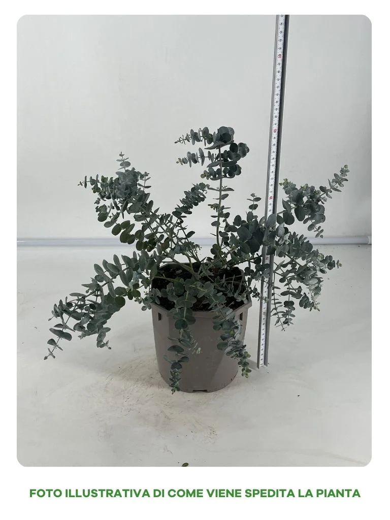 EUCALYPTUS CINEREA CESPUGLIO IN VASO 16CM