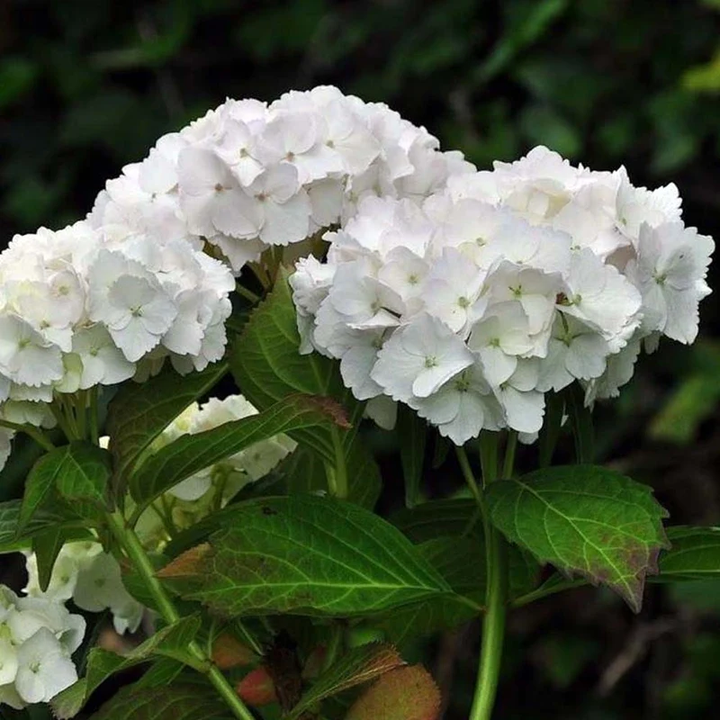 HYDRANGEA MACROPHYLLA SOEUR THERESE IN VASO 18CM
