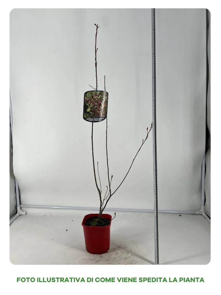 ARONIA BRILLIANT ROSSA IN VASO 15CM