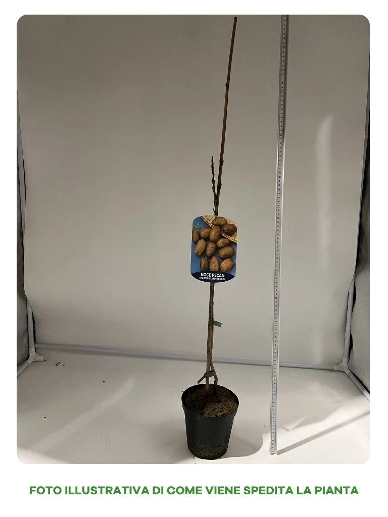 NOCE PECAN IN VASO 15CM