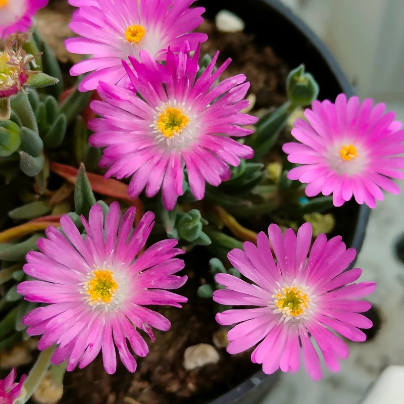 DELOSPERMA VARIEGATO IN VASO 17CM