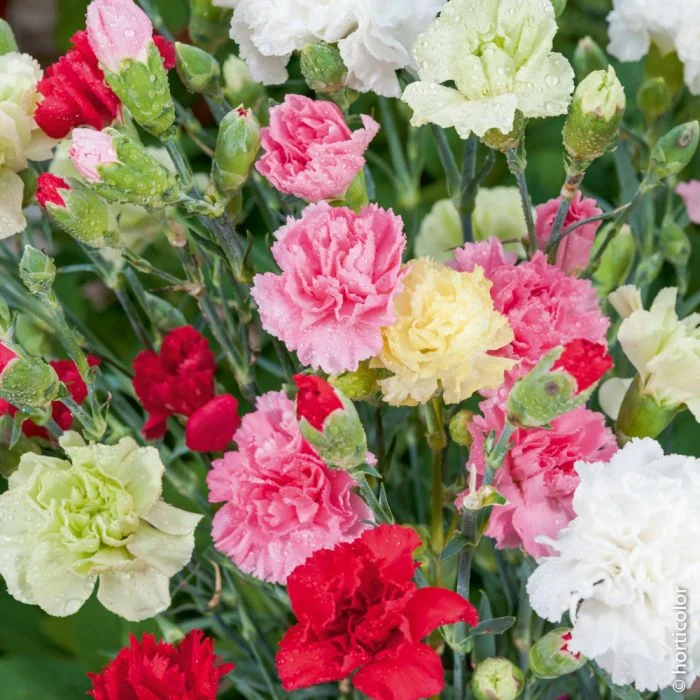 DIANTHUS GAROFANO IN VASO 14CM COLORI ASSORTITI