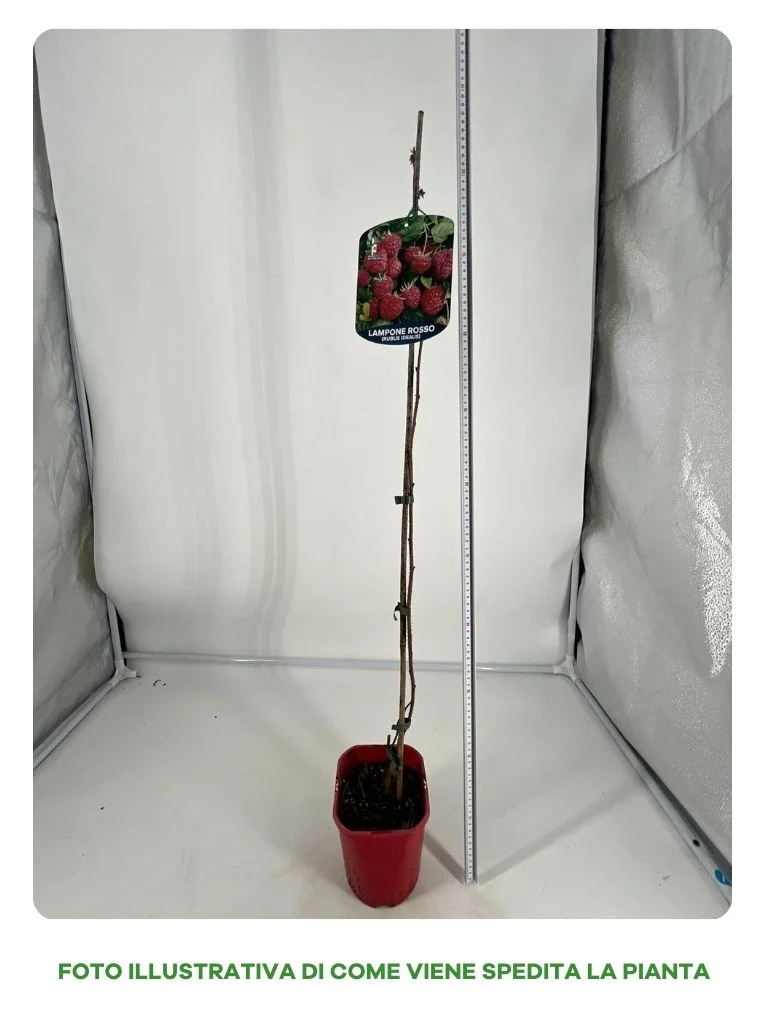 LAMPONE GROOVY IN VASO 15CM
