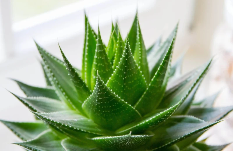 ALOE MIX IN VASO 5CM VARIETA' ASSORTITE