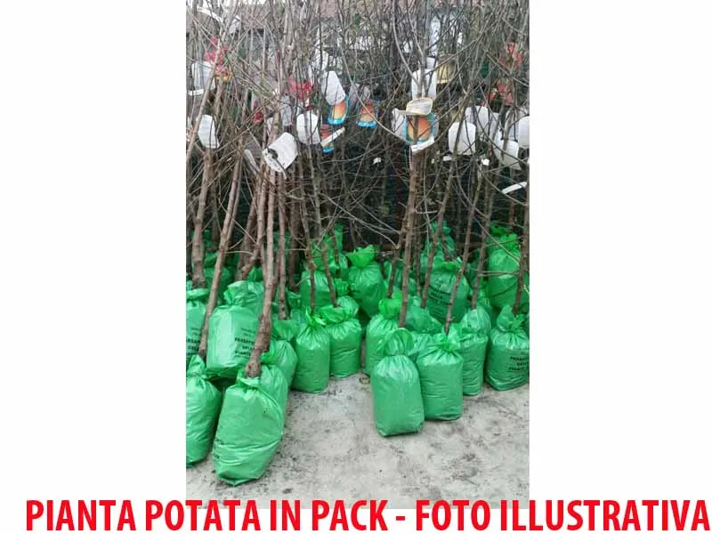 UVA FRAGOLA BIANCA (1 PIANTA IN PACK)