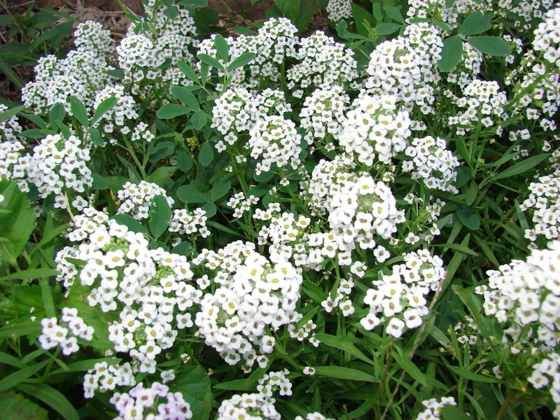 LOBULARIA VASO 14CM