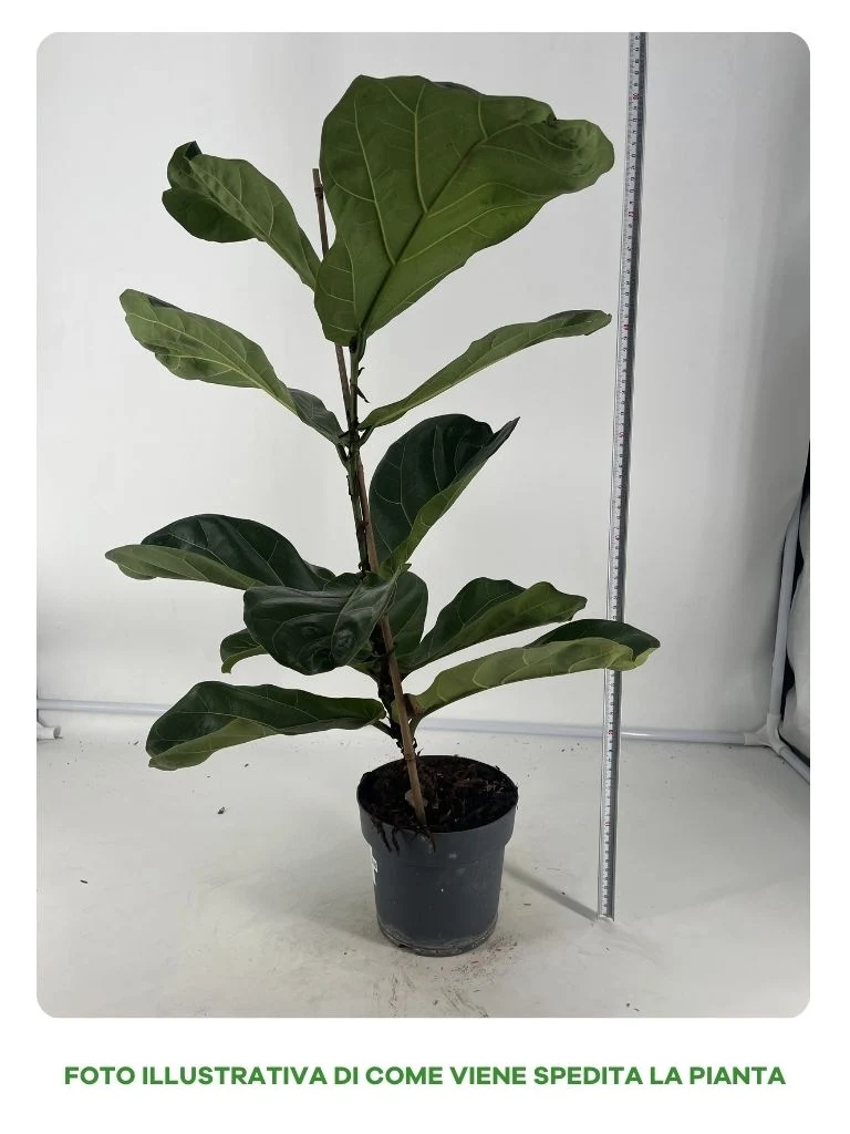 FICUS LYRATA 17CM