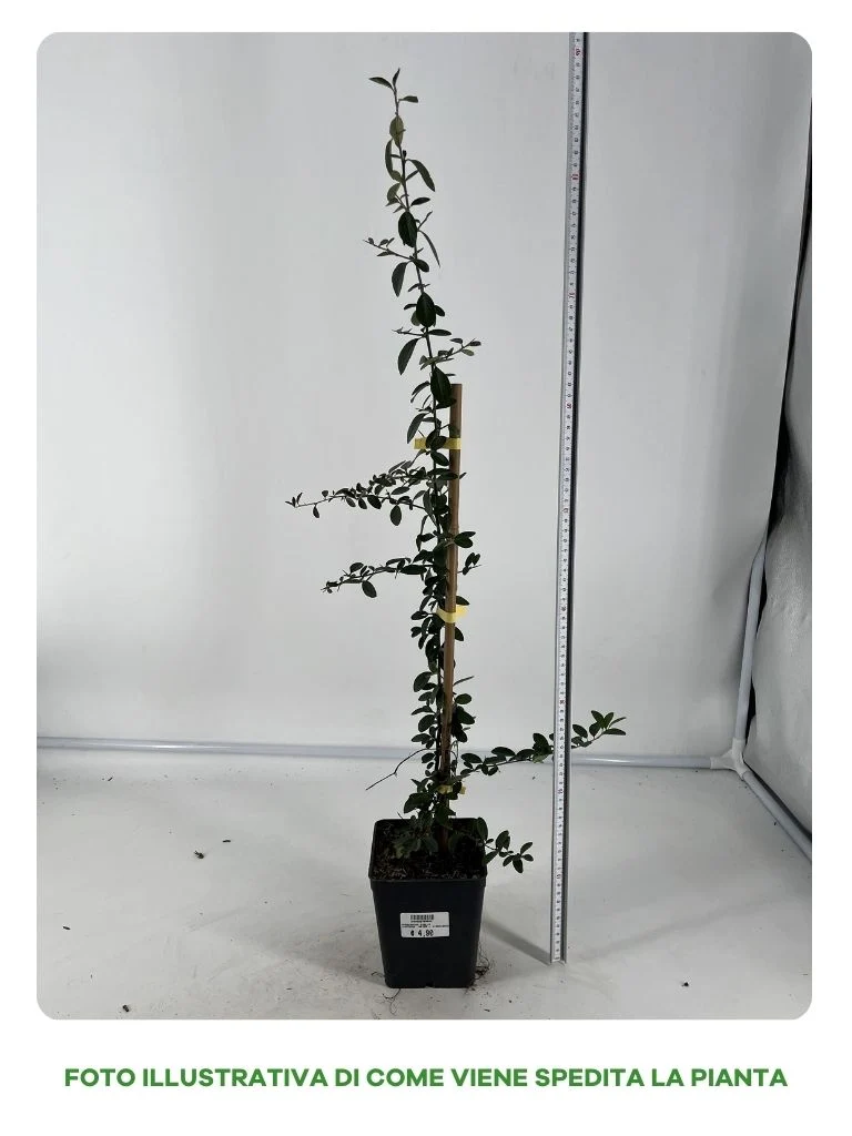 PYRACANTHA GIALLA VASO 12CM