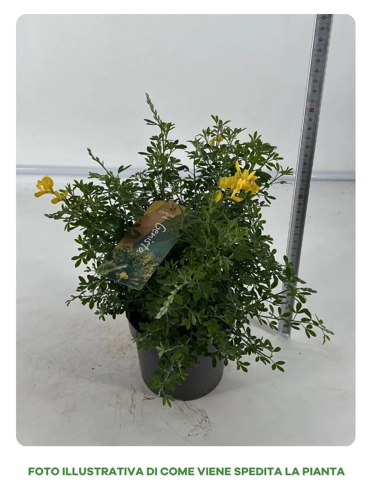 CYTISUS GINESTRA VASO 14CM