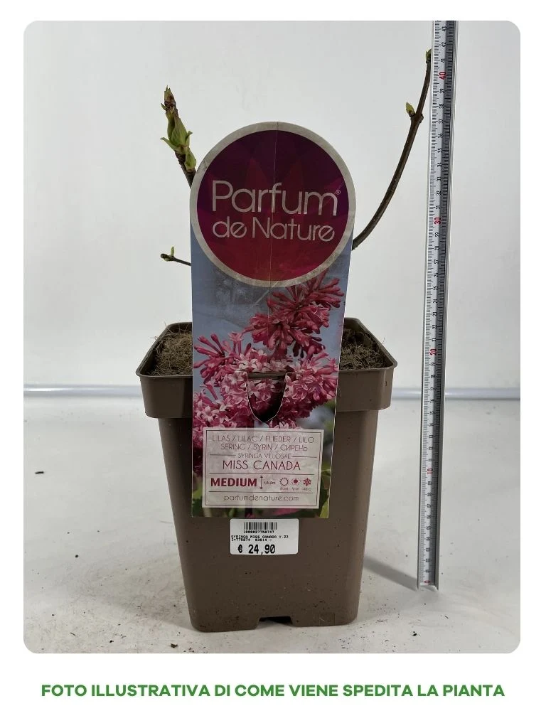 SYRINGA MISS CANADA VASO 23CM