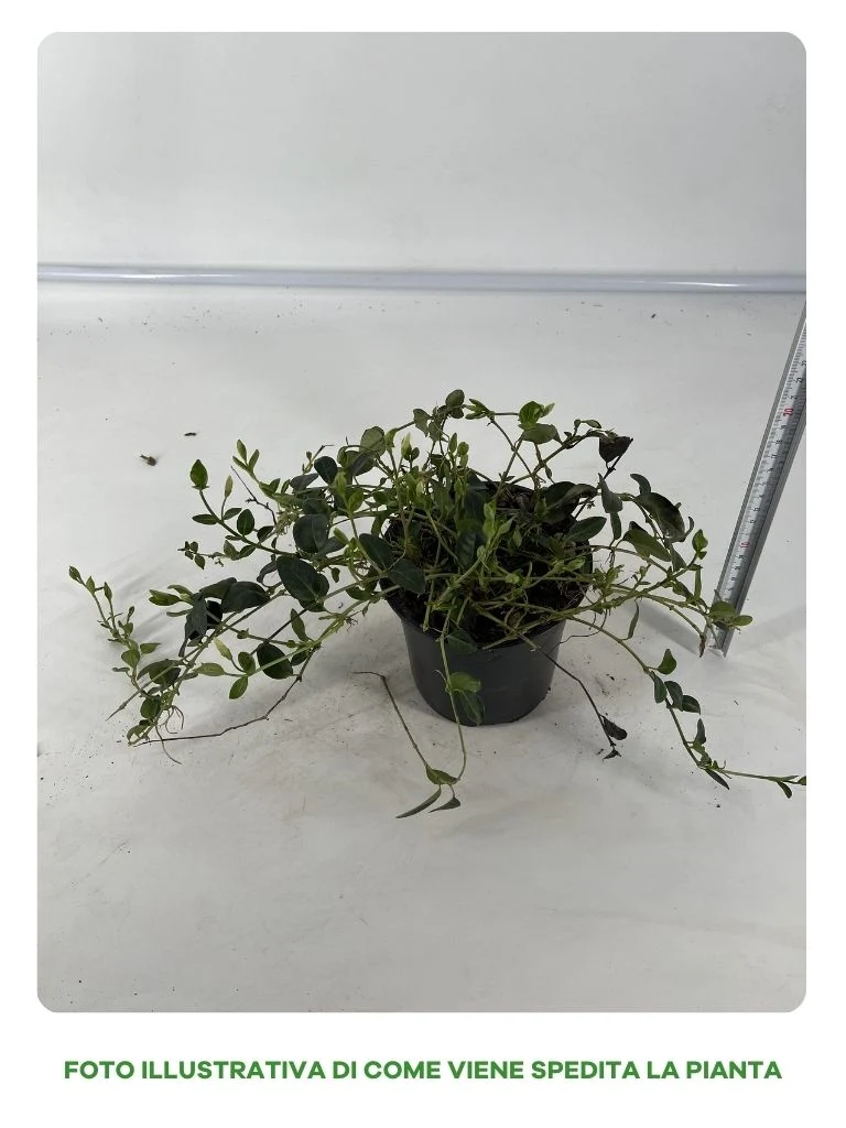 VINCA MINOR BIANCA VASO 13CM