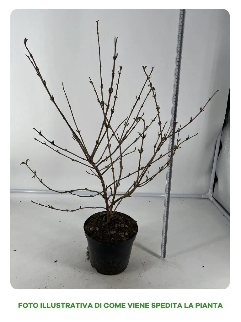 VIBURNUM PLICATUM VASO 19CM