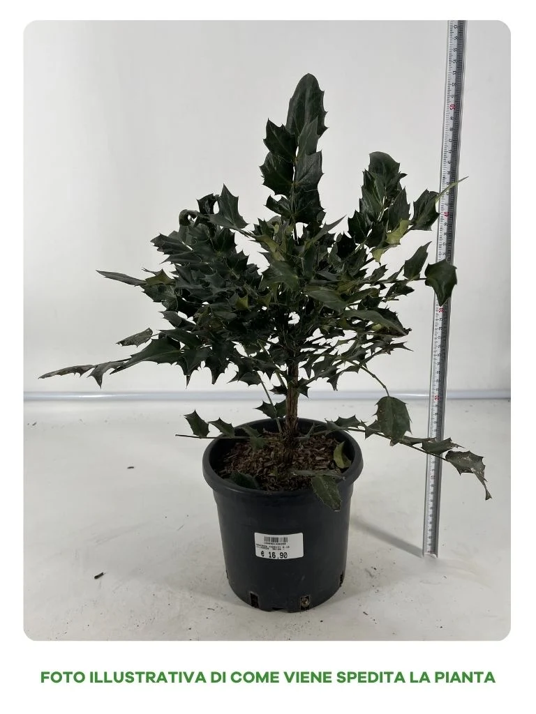 MAHONIA CHARITY VASO 18CM
