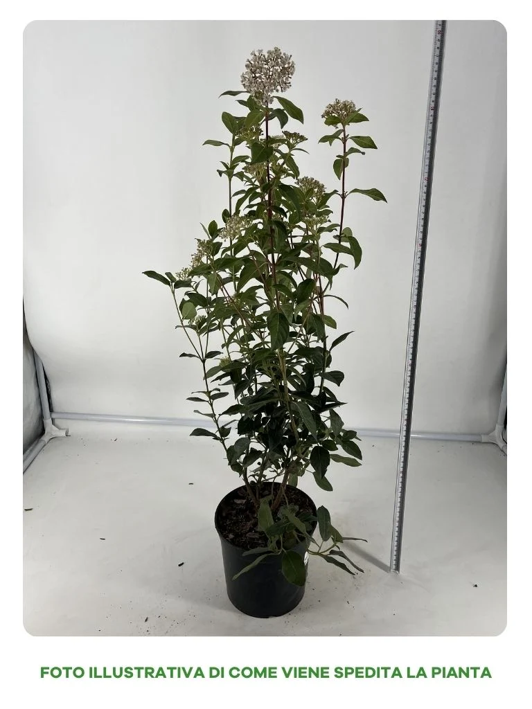 VIBURNUM TINUS VASO 18CM
