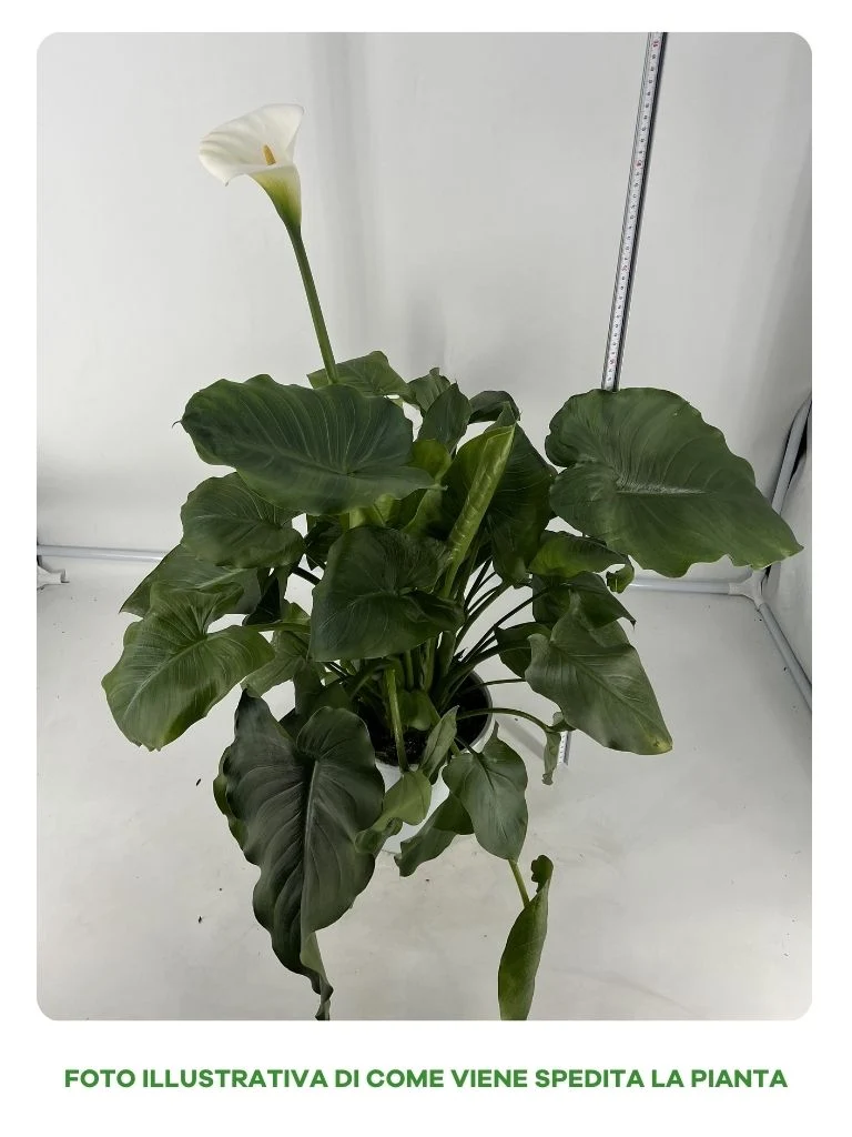 CALLA ZANTEDESCHIA BIANCA VASO 14CM