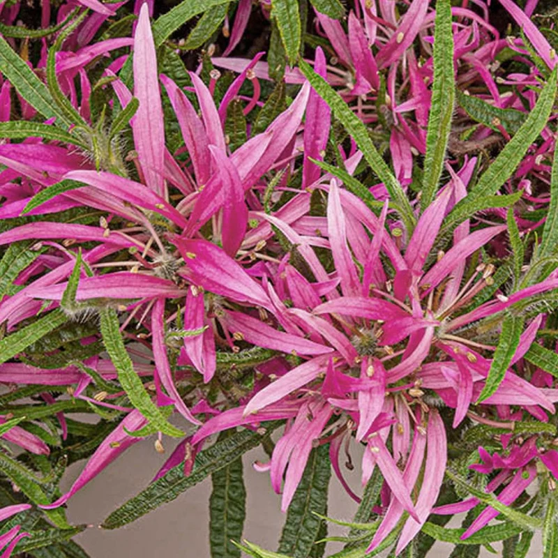 AZALEA STARSTYLE ROSA VASO 19CM