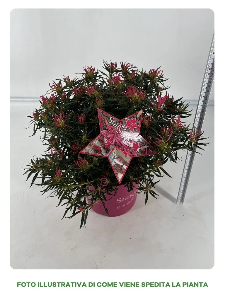 AZALEA STARSTYLE ROSA VASO 19CM