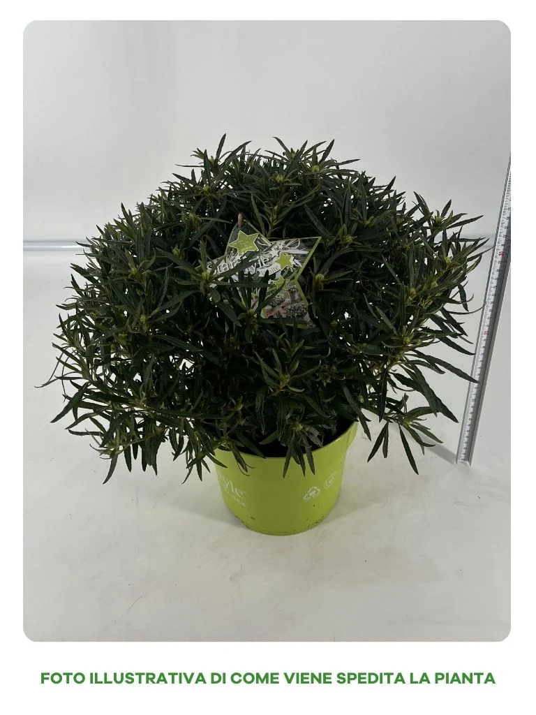 AZALEA STARSTYLE BIANCA VASO 19CM