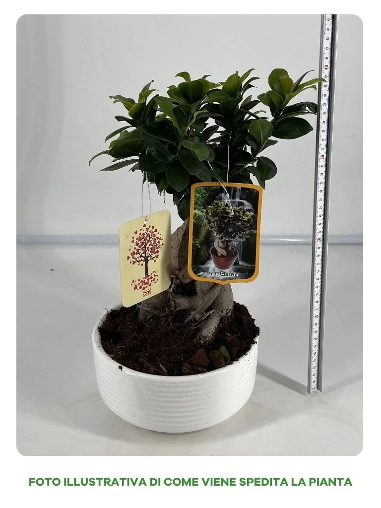 FICUS GINSENG BONSAI IN CIOTOLA IN CERAMICA 20CM
