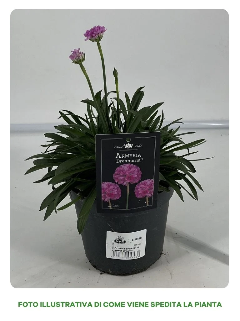 ARMERIA DRAEMERIA SWEET DREAMS VASO 15CM
