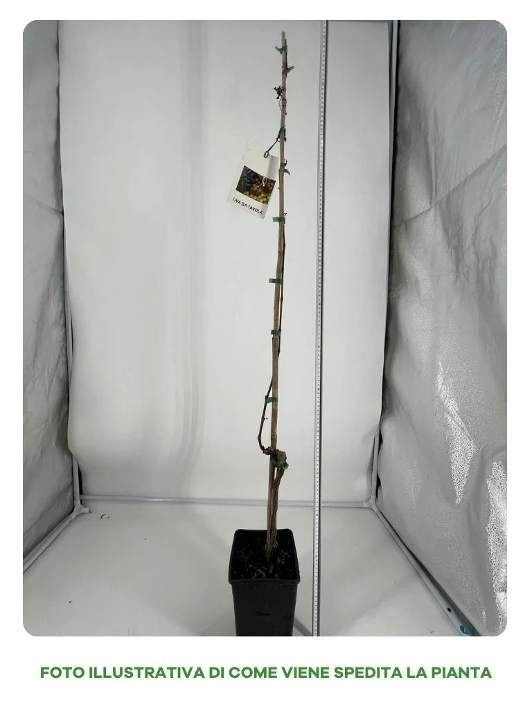 UVA APIRENA BIANCA IN VASO 15CM
