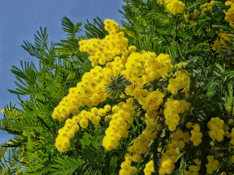 MIMOSA DEALBATA GAULOISE IN CIOTOLA 25CM