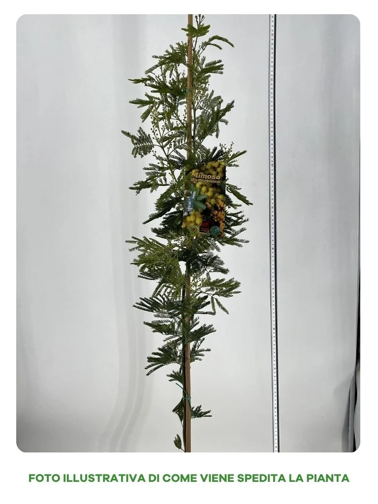 MIMOSA DEALBATA GAULOISE IN VASO 18CM