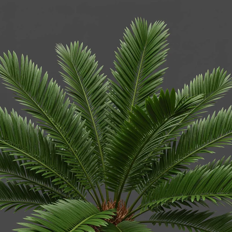 CYCAS REVOLUTA, IN VASO 15 CM