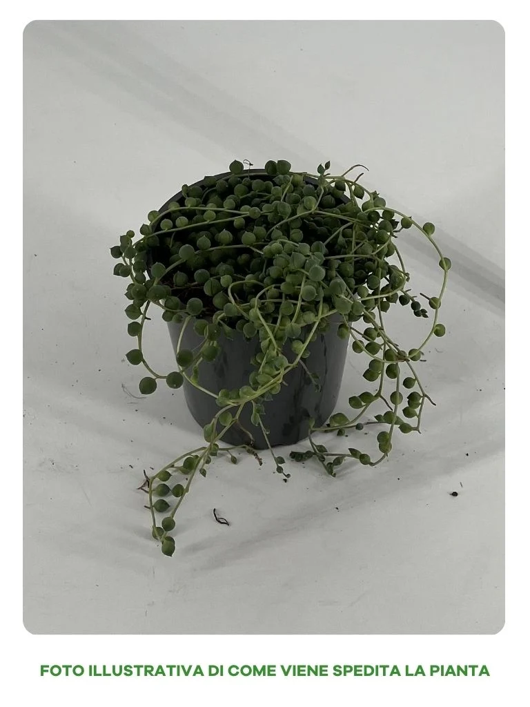 SENECIO ROWLEYANUS IN VASO DA 11 O 12CM