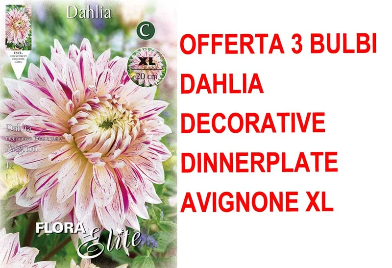 OFFERTA 3 BULBI DAHLIA DINNERPLATE AVIGNON XL