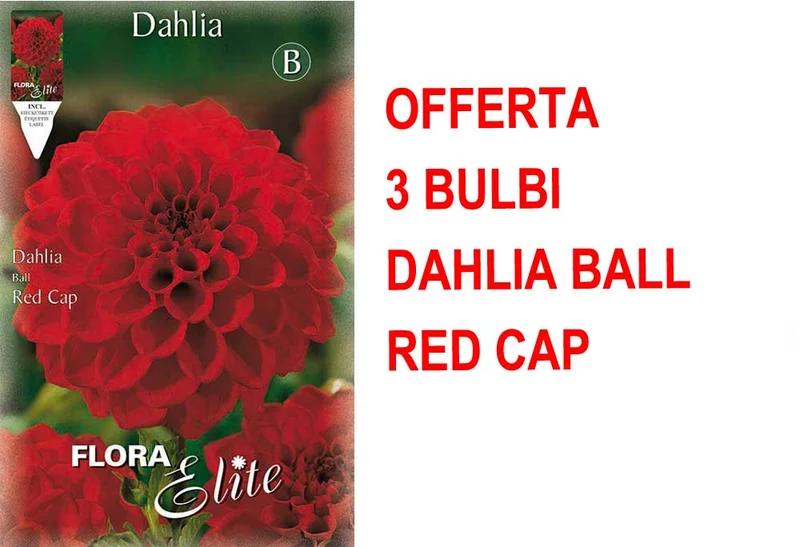 OFFERTA 3 BULBI DI DAHLIA BALL RED CAP