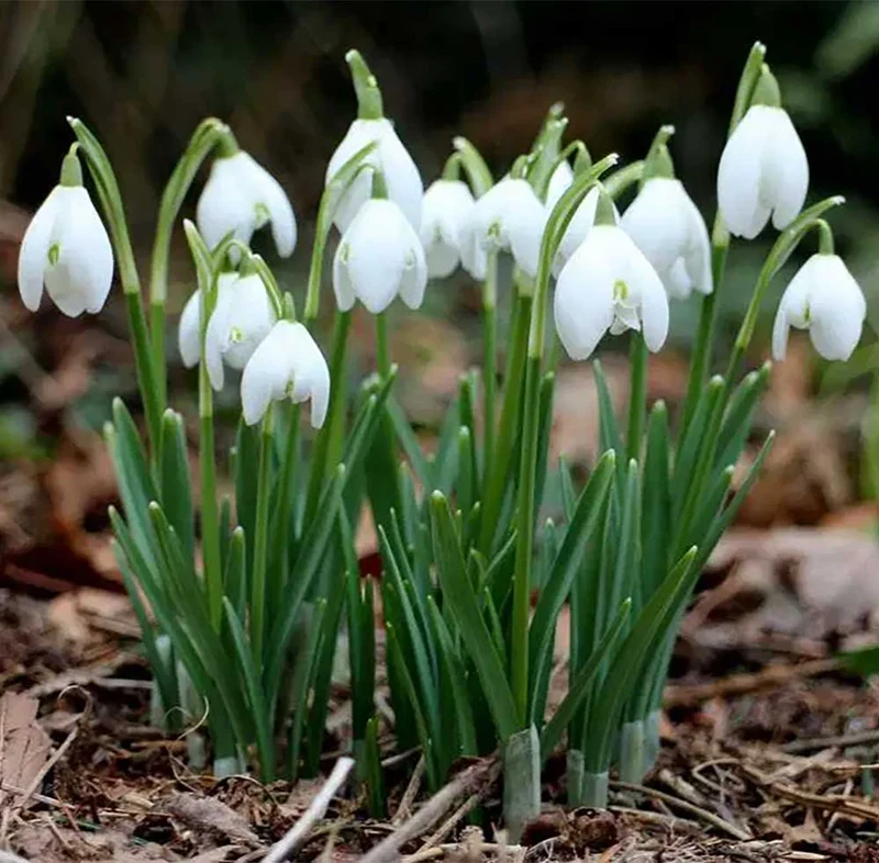 GALANTHUS BUCANEVE VASO 12CM