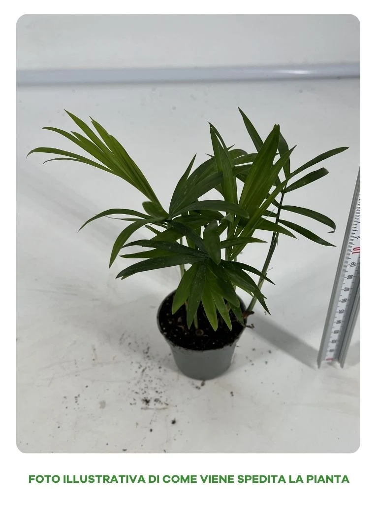 CHAMAEDOREA IN VASO MIGNON 6CM