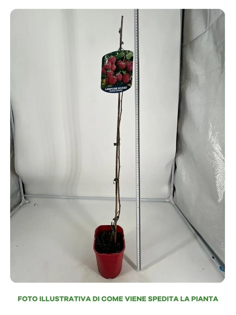 LAMPONE GLEN DEE UNIFERO VASO 15CM