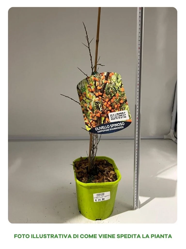 OLIVELLO SPINOSO AUTOFERTILE VASO 15CM