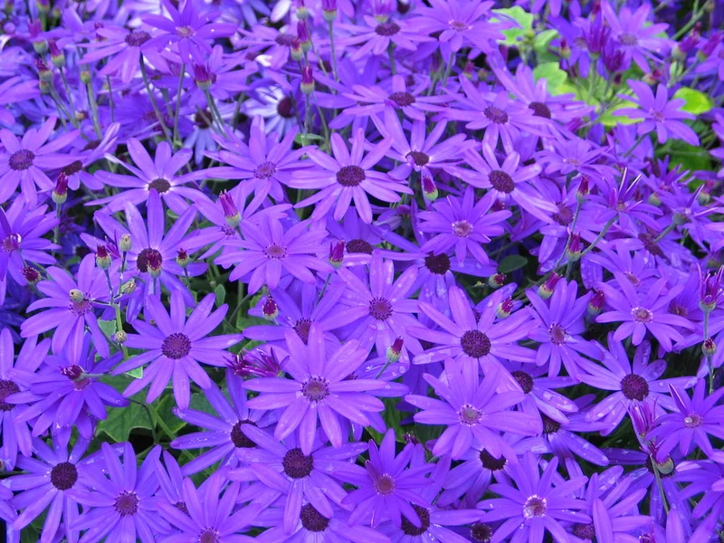 CINERARIA SENETTI COLORE ASSORTITO VASO 13CM