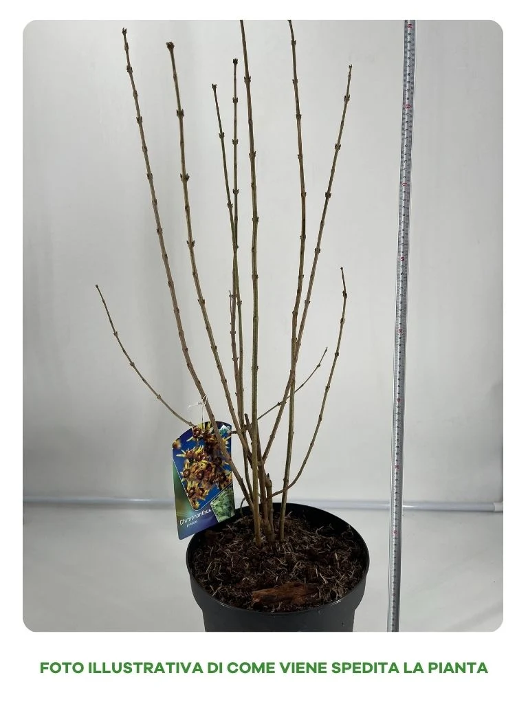 CHIMONANTHUS PRAECOX CALICANTO D’INVERNO VASO 26CM