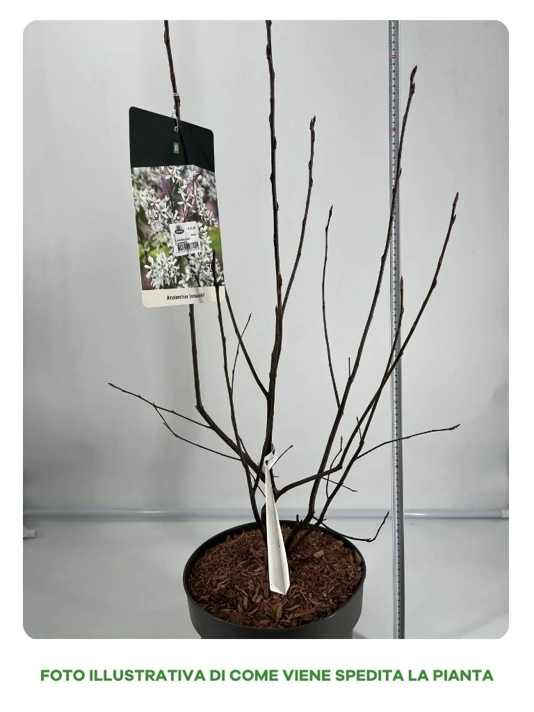AMELANCHIER LAMARKII BIANCA IN VASO 26CM