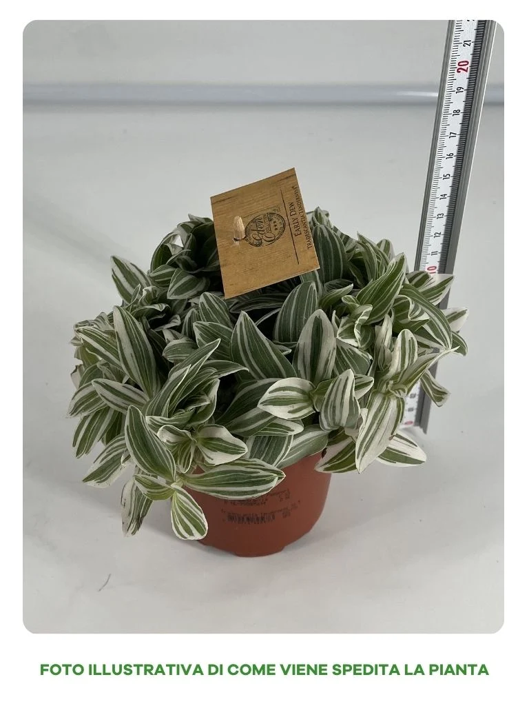 TRADESCANTIA VASO 10,5CM