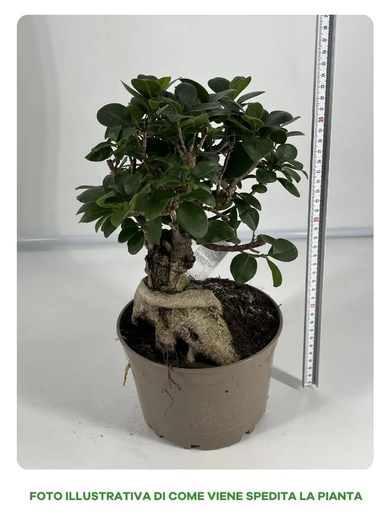 FICUS GINSENG BONSAI VASO 18CM