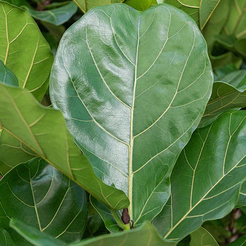 FICUS LYRATA VASO 12CM